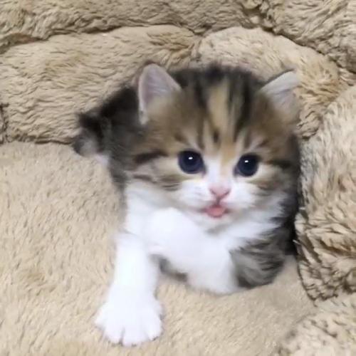 手をなめる子猫