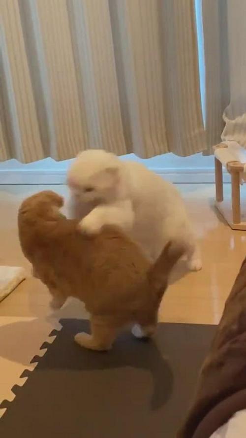 猫 けんか