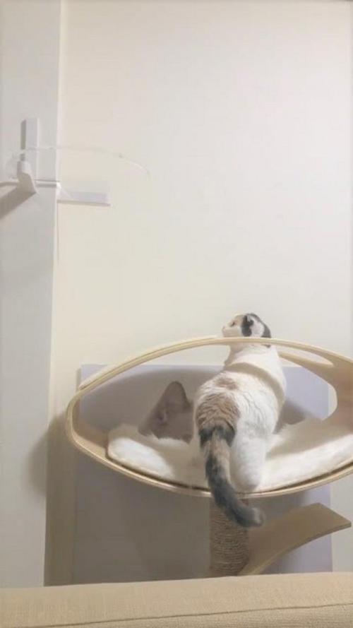 猫 チェック