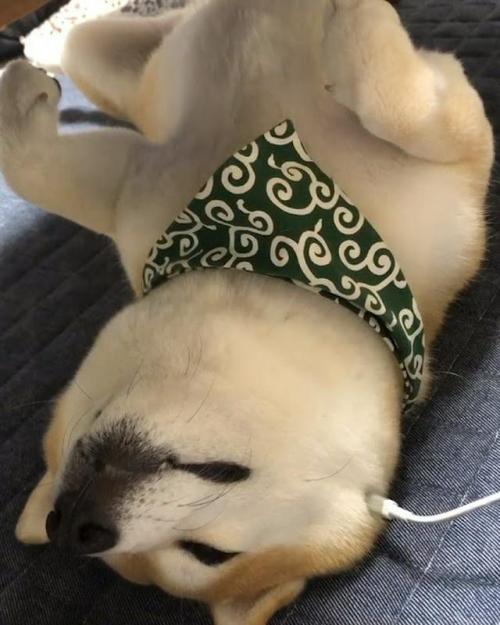 仰向けで寝ている豆柴