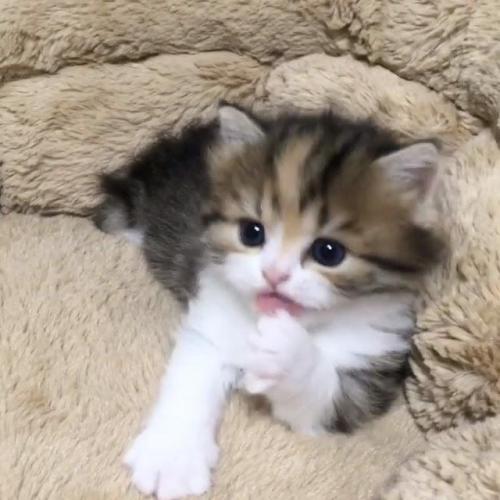 手をなめる子猫