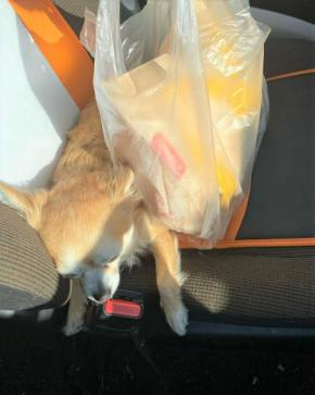 「ぬくぬくで眠くなってきた…」買ったばかりのハンバーガーに挟まれリラックスしちゃったチワワくん