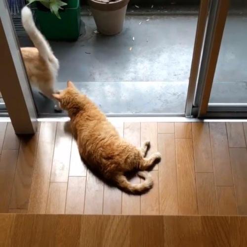 外へ出ていくマンチカンとセルカークレックス