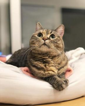 「上からしっかり見てるにゃよ…！」鋭い眼差しで見ている猫のぽこくんが可愛すぎ
