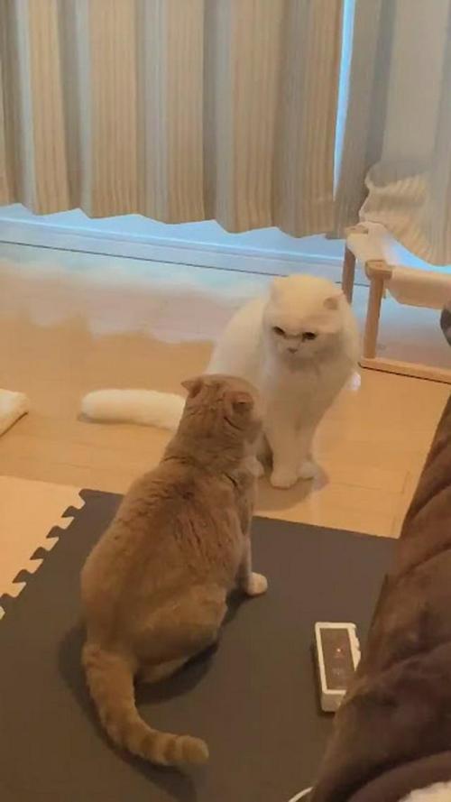 猫 けんか