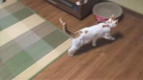 せわしく“構って”アピール！！パパさんの帰宅がうれしくてたまらない猫ちゃん