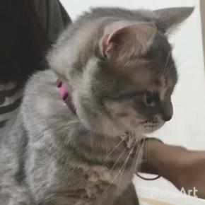 お姉ちゃんのピアノはスゴイにゃ～♪ステキなピアノ演奏に思わず聞き入っちゃう猫くん