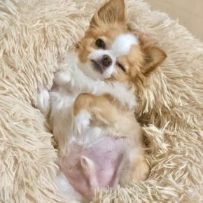 今回は特別でしゅよ。魅惑の“ムチムチボディ”を披露するチワワくんが可愛すぎる！
