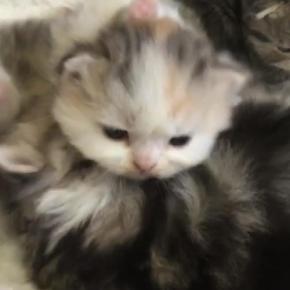 何であたしだけ??みんなからの“ペシペシ攻撃”にひたすら耐える子猫ちゃんが面白可愛い