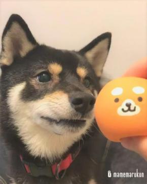 大好きなおもちゃをパクッ→絶対に放さない黒豆柴のまめ丸くんに胸キュン！！