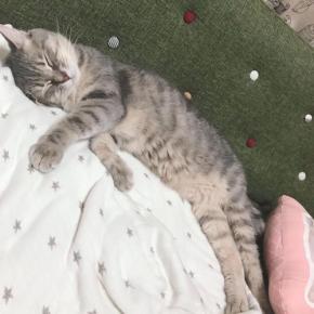 この寝顔はヤバすぎる!!猫のダイヤくんの寝顔が無敵級に可愛くてキュン死しそう！