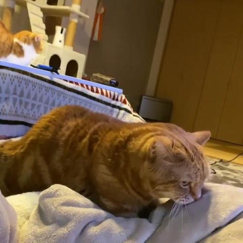 布団を揉んでいるマンチカン