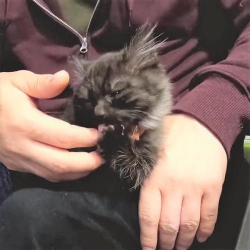 猫 なめる