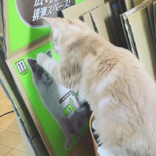 猫 友達
