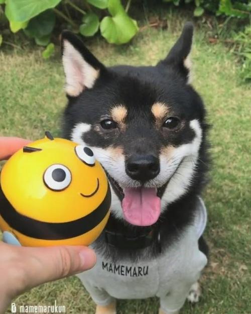 犬　おもちゃ