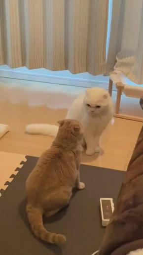 正面から戦ったら勝てないんだもん…姉猫が背を向けた瞬間をねらう白猫くんがせこすぎて面白い