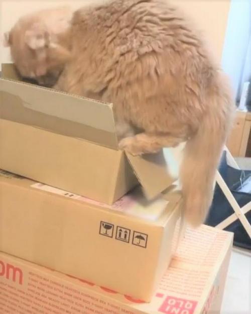 猫 箱