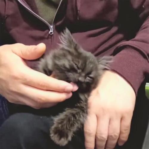 猫 なめる