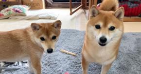 まんまるとさんかく！お顔が対照的な可愛い豆柴ちゃんで形のお勉強をしてみよう♪