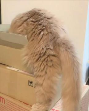 足を踏み外して落下！箱に入りたすぎる猫ちゃんの一生懸命な姿がかわいすぎ