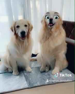 思わず笑っちゃう！なぜか姉犬だけに反応する“顔変換アプリ”で撮った写真がかわいすぎる