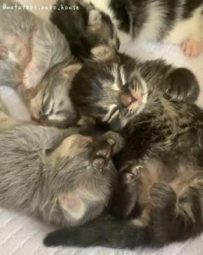 真っ黒な被毛がクマさんそっくり！お昼寝中の子猫ちゃんが悶絶するほどカワイイ♪