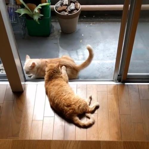 マンチカンとセルカークレックス
