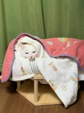 「今日はもうここから出にゃいことに決めました…」巣篭りを決めた白猫ハク様が可愛すぎる