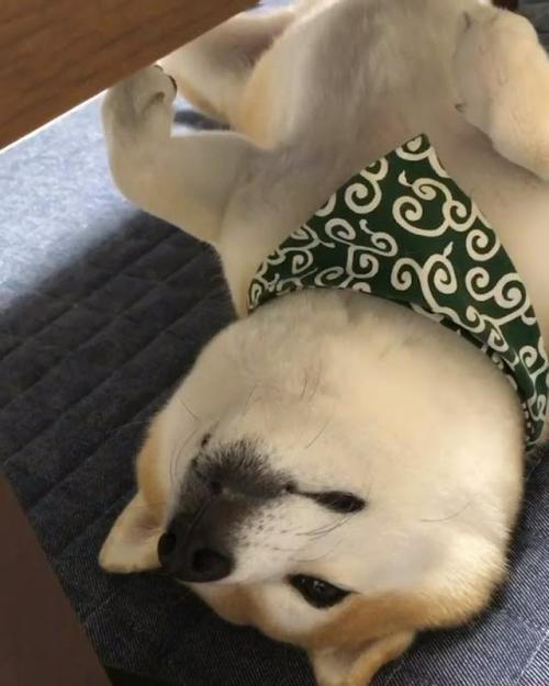 仰向けで寝ている豆柴