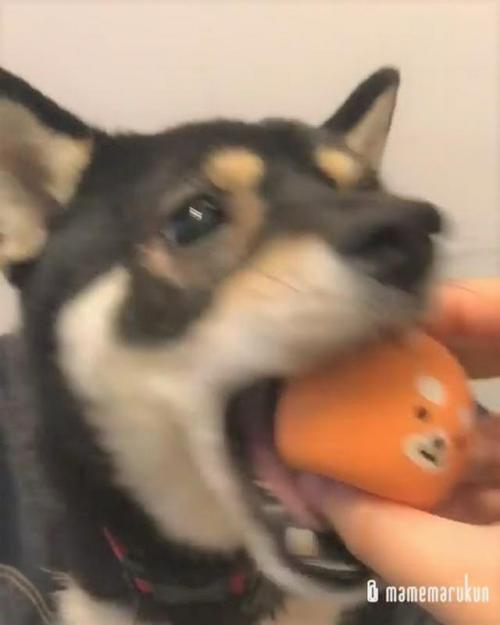 犬 おもちゃ