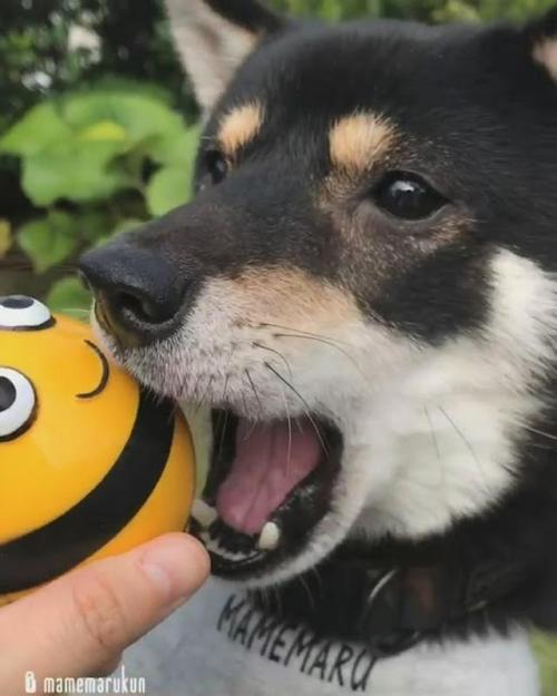 犬　おもちゃ