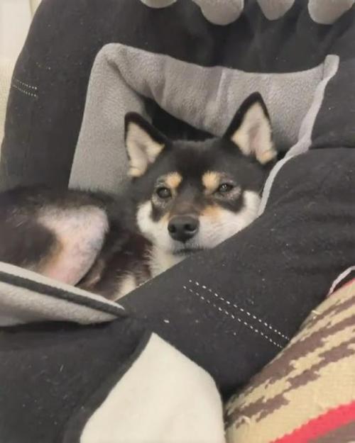 犬 ベッド