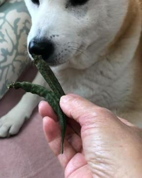 「あたし新鮮なものしかいらないの」乾燥オクラには興味がない柴犬こなつちゃん