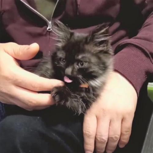 猫 なめる