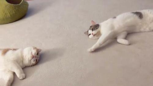 寝転がるスコティッシュフォールド
