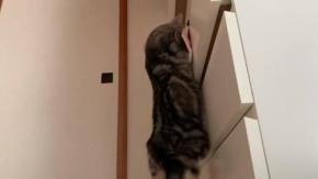 マイブームは引き出しの中?!すんなりと自分で開けてもぐり込む猫くんが可愛すぎる