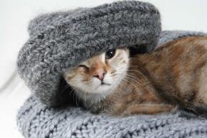 洋服に猫の臭いが付く原因は雑菌って本当!?誰でもできる洋服の消臭方法を紹介！