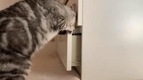 引き出しを開けるスコティッシュフォールド