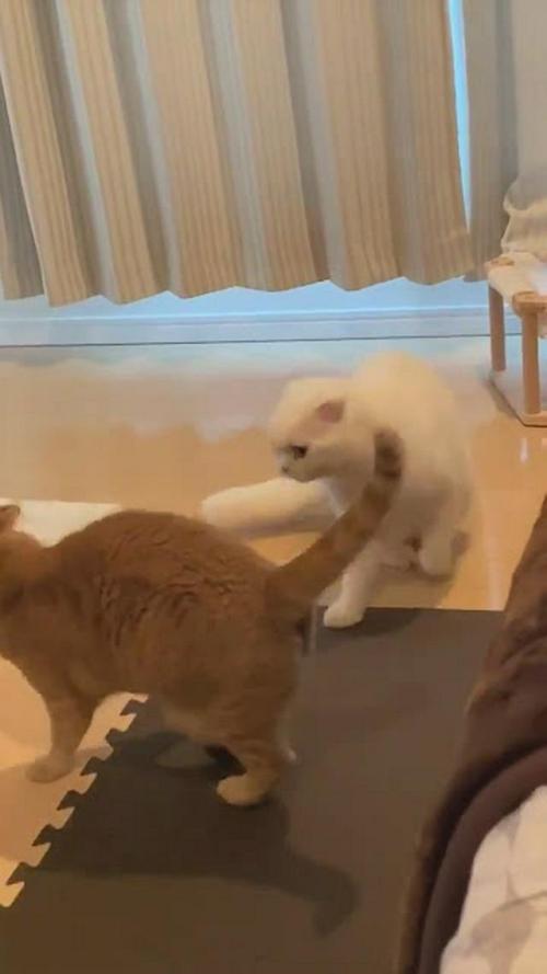 猫 けんか