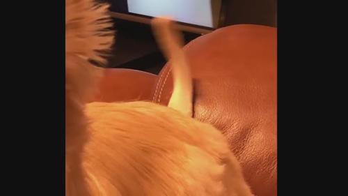 犬　しっぽ