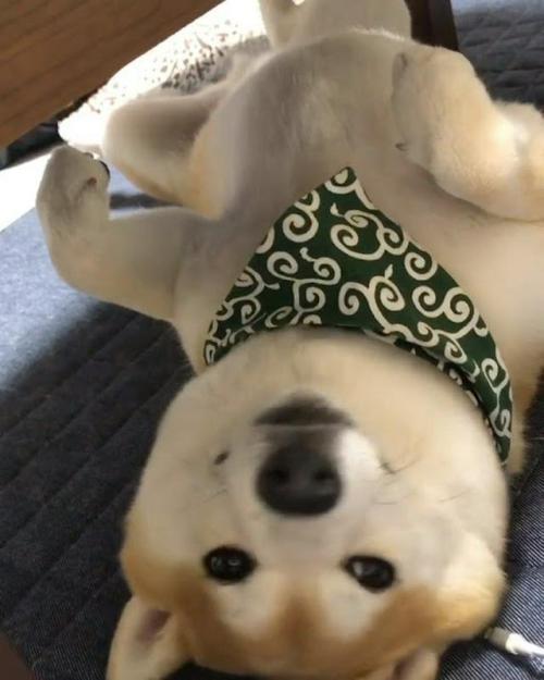 仰向けになっている豆柴