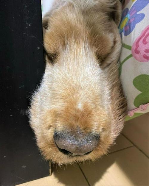 犬 寝る