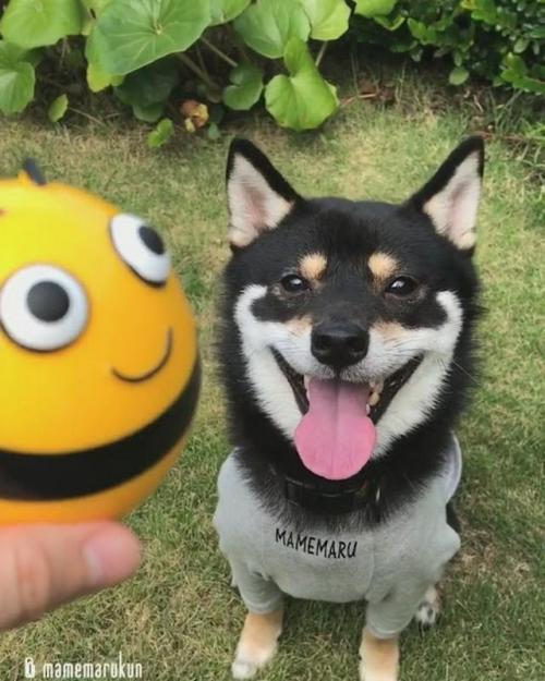 犬　おもちゃ