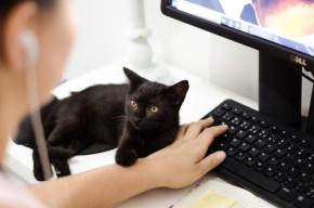 猫が邪魔でテレワークができない!?すぐにできる「ネコハラ対策」5つを紹介！