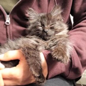 超うまうま?!パパさんのお手手をひたすらペロペロする子猫ちゃんがかわいい
