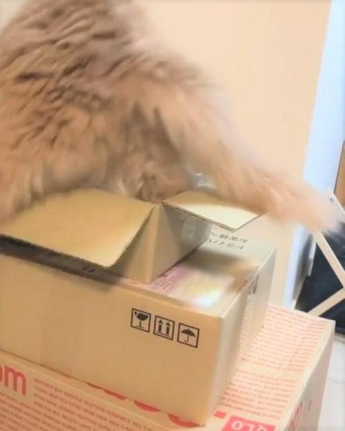 猫 箱