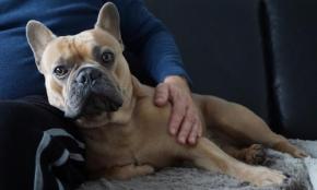 ひじをついて風格たっぷりな犬!?ひじ掛けが好きな犬の心理と対処法とは？