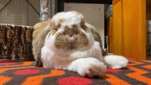 うたた寝するウサギ