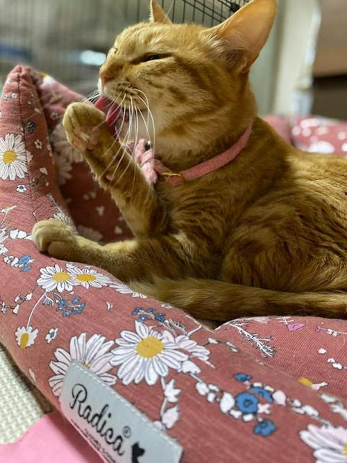 猫　毛づくろい