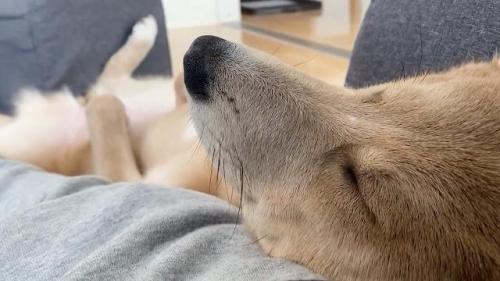 寝ている犬
